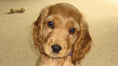 Picture of a puppy