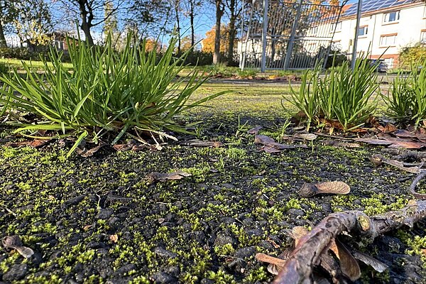 Weeds at Fawdon Park 