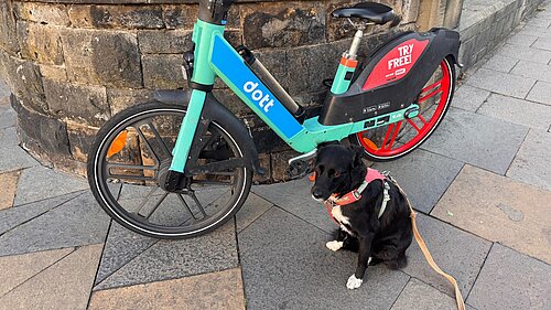 Dott bike with Crumble the dog sat beside