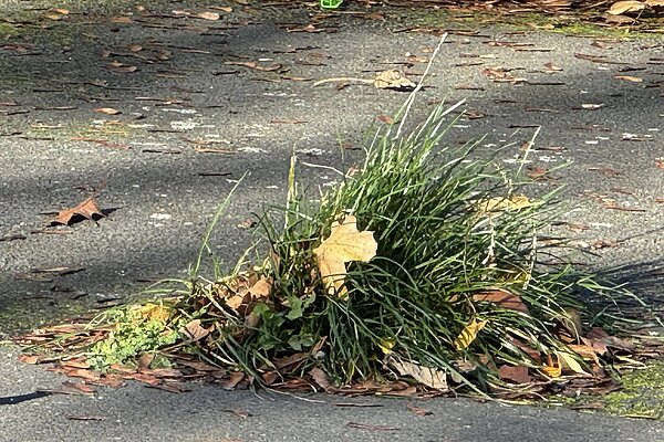Weeds at Fawdon Park