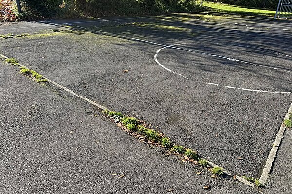 Weeds at Fawdon Park